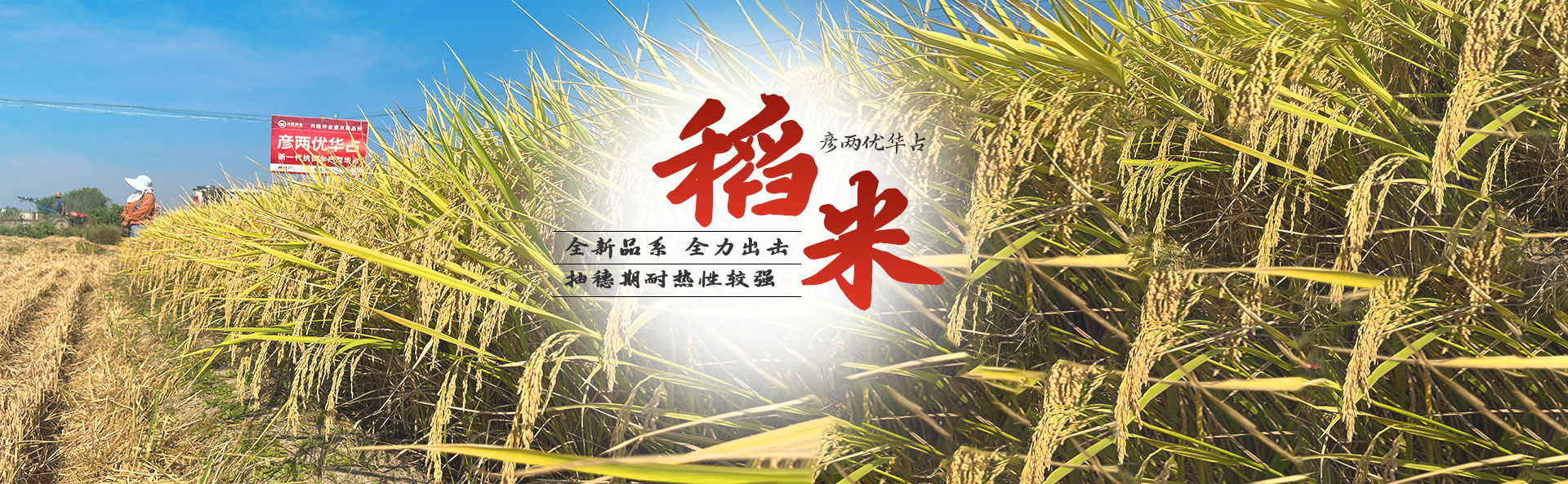 湖南凯发·K8下载种业有限公司_长沙稻谷种植与销售|长沙农作物品种的选育