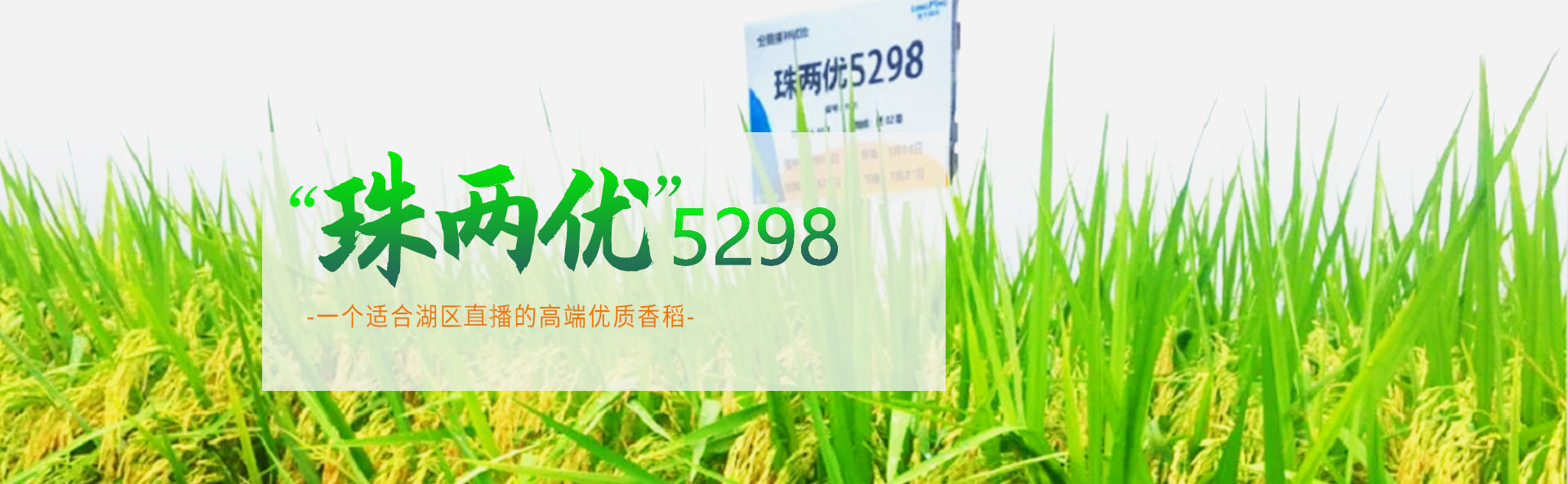 湖南凯发·K8下载种业有限公司_长沙稻谷种植与销售|长沙农作物品种的选育